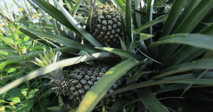 Pineapple grow on tree in garden