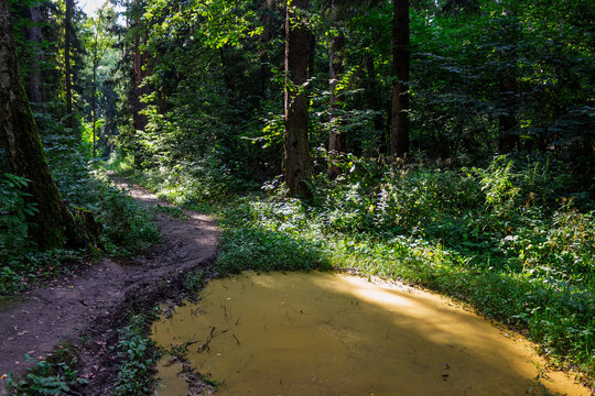 Narrow dirt path winding through a lush green summer forest, leading past a stagnant murky pond illuminated by soft dappled sunlight filtering through dense tall tree trunks and foliage