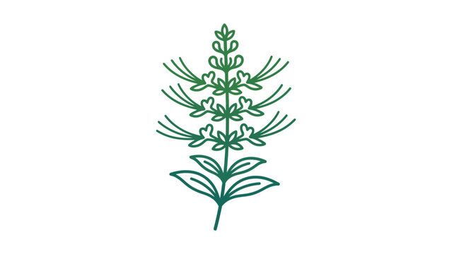 Orthosiphon Stamineus Plant Vector Illustration