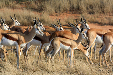herd of springbok © Antje