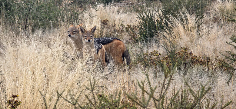 two black-backed jackals in the grass