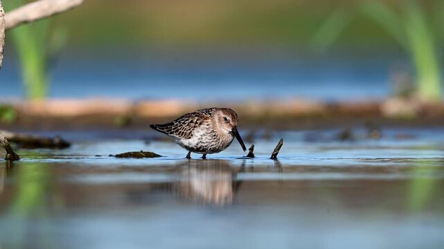 Dunlin Searching For Food In The Lake