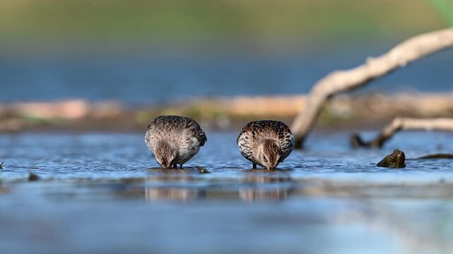 Pair Of Dunlins Searching For Food In Shallow Water