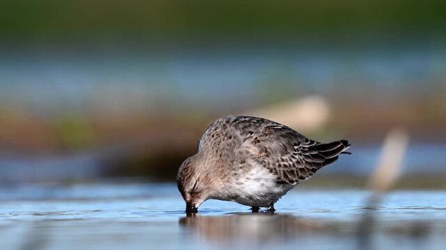 Dunlin Wading In A Shallow Lake In The Wild