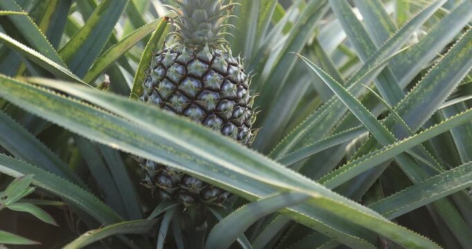 Pineapple grow on tree in garden
