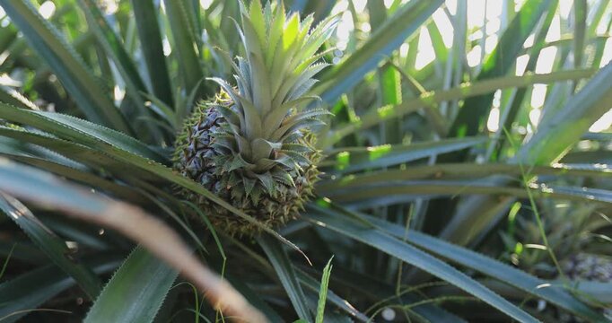 Pineapple grow on tree in garden