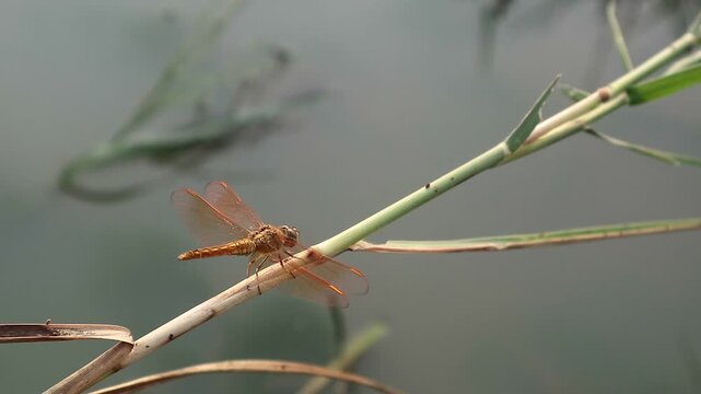 Close up of a yellow dragonfly perching on a dry grass stalk by the pond. A detailed macro view of an orange insect with translucent wings in bright outdoor sunlight on a natural background