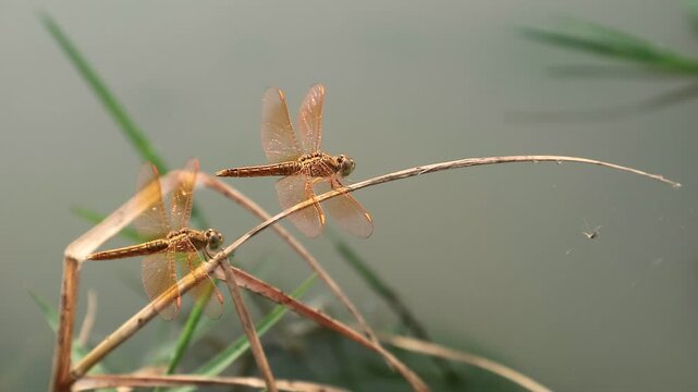 Macro shot of two golden dragonflies perching on a dry grass stalk near calm water, displaying detailed transparent wings and natural outdoor sunlight. Perfect for nature and wildlife projects