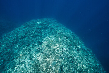 Massive coral reef covered with diverse marine corals underwater © Satoshi
