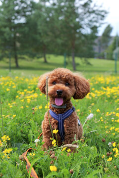 Toy poodle looking at the camera in a meadow