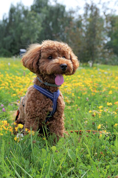 Toy poodle sitting among yellow wildflowers