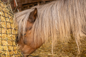 Close up brown pony with long blonde mane eating hay slow feeder net, Hippotherapy Emotional healing, stable setting, horse care, Equine nutrition animal nutrition, agricultural Sustainable farming © kittyfly