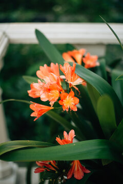 closeup shot of red-orange natal lily with blurry grass