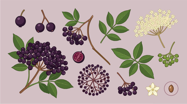 Elderberry, botanical plant and berries for health, organic medicine and herbal supplements. Nature, floral and garden elements for syrup, juice and food packaging or vitamin product labels graphic.