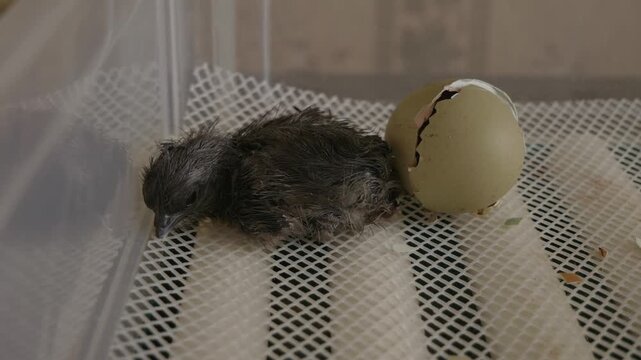 Exhausted newborn black chick resting inside an incubator after just hatching from its egg, showcasing the beginning of new life in a controlled agricultural poultry farming environment