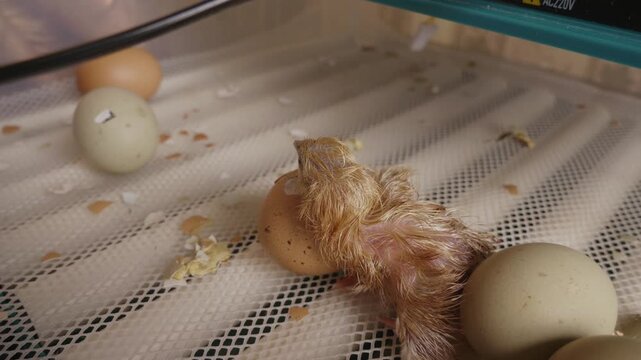 Amazing moment of a wet newborn chick emerging from its eggshell, marking the beginning of a new life and symbolizing birth and growth within the controlled environment of an incubator