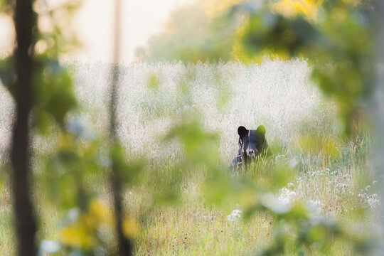 A wild North American black bear emerges through tall grass at the edge of woodland in the Peace River Valley near Fort St. John, British Columbia, Canada, framed by soft summer foliage.