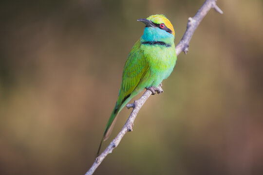 Close-up wildlife portrait of a colourful Green bee-eater (Merops orientalis) tropical bird perched on a tree branch in the jungle of Udawalawe National Park, Sri Lanka.