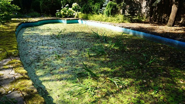  Neglected garden pool with duckweed surface. Curved blue rim, grass and weeds inside. Trees and shrubs around. Abandoned pond.