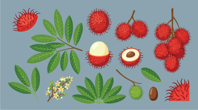 Rambutan fruit, exotic tropical berries and leaves for botanical study, agricultural branding and juice packaging. Fresh organic food, juicy seeds and harvest set for healthy diet and groceries.