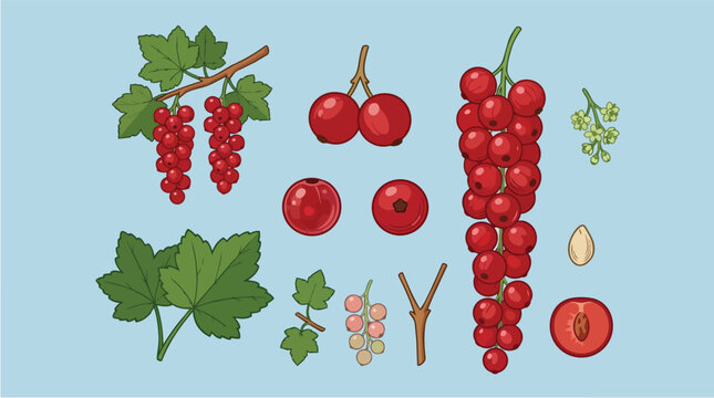 Red currant, fruit and berry collection with green leaves for healthy diet, organic food and kitchen recipe. Fresh cluster, botanical set and gardening harvest with nutrition, snack and summer juice