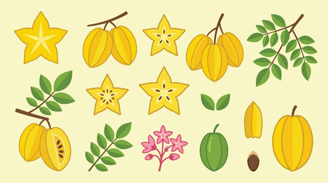 Starfruit, carambola and tropical fruit set for healthy diet, organic food and exotic ingredient. Sliced yellow fruit, green leaves and blossom for juice packaging, menu design and grocery store.