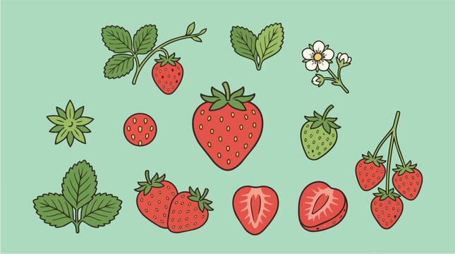 Strawberry fruit, garden and leaves for organic farming, nutritious eating and sweet food recipe. Berry, botanical and summer with harvest, dessert and nature for menu, product label or wellness life