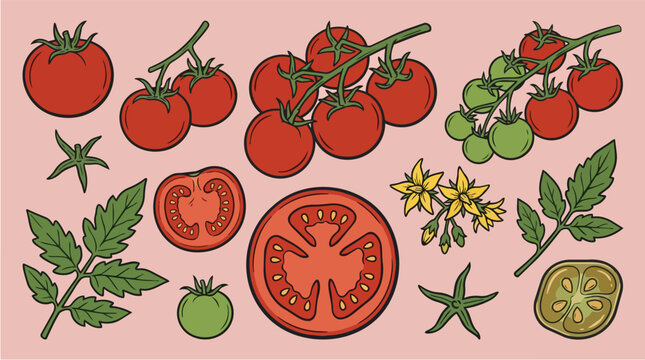 Fresh tomato set, organic vegetable collection and garden produce for cooking, recipe blog and healthy diet. Ripe plant, whole fruit and vine with leaf, flower and slice for food market menu