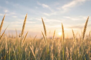 Naklejka premium Golden wheat field at sunrise with soft backlight and warm glowing sky backdrop