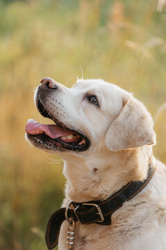 A beige Labrador dog on the street. Portrait of a Labrador in summer on the street.
