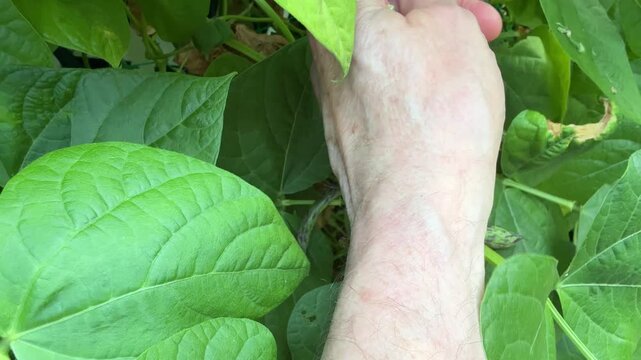Male hand harvesting fresh organic green pole beans during the summer growing season 