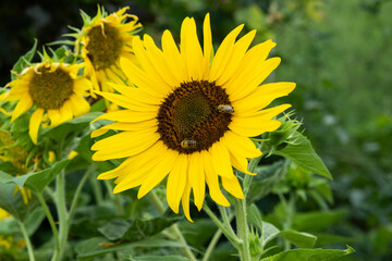 Fototapeta premium Bright yellow sunflower blooming in field with bees collecting nectar