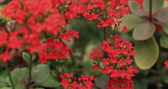 Beautiful little yellow and pink lantana camara flowers blooming in spring