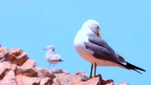 A seagull stands on a rocky cliffside with clear blue sky in the background video