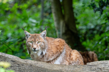 Eurasian lynx resting on a fallen tree in a lush green forest, looking directly at the camera. Wildlife portrait showing its distinctive ear tufts, reddish brown fur and natural forest habitat © Mihail