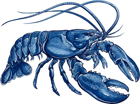 Lobster Watercolor Illustration in Monochrome Blue for Marine Branding