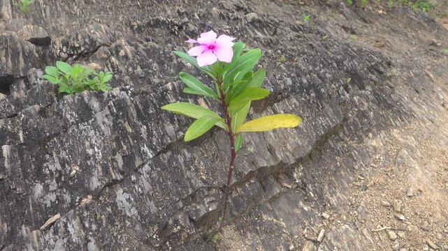 Madagascar periwinkle Catharanthus roseus in Vietnam rocky, washed-out shore of a mountain river blooms, ornamental and medicinal plant with pantropical distribution