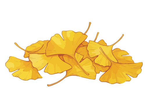 Fresh and Vibrant Ginkgo Leaf Illustration with Appetizing Glossy Texture／シズル感のある鮮やかないちょうのイラスト