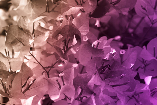 Abstract color of bougainvillea flowers colorized in autumn earthy palette.