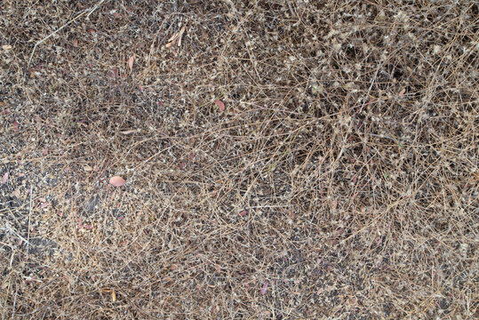The ground is covered with dry grass and leaves.
