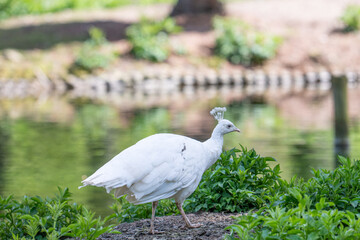 Obraz premium White peacock standing on a shrub beside a pond, surrounded by lush green vegetation. Elegant white plumage and distinctive crest against a softly blurred natural background