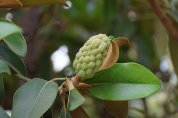 Magnolia grandiflora, Magnolia grandiflora © Viktor