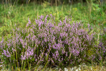Obraz premium Wild heather in bloom, bringing a touch of purple to the forest landscape.