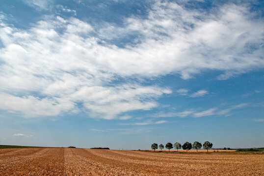 Stra&szlig;enb&auml;ume in einer ausgetrockneten Landschaft