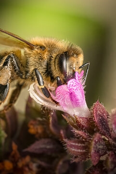 bee on a flower
