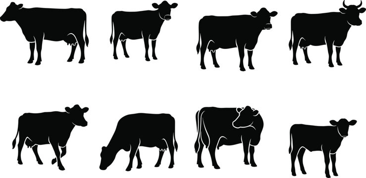 Set of black and white dairy cow and calf silhouettes in various poses for farm agriculture design