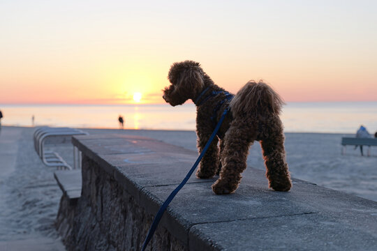 Toy poodle silhouette on a pier at sunset