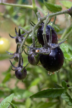 Close up of heritidge black tomatoes goth growing on vine