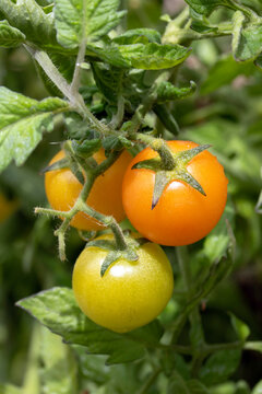 Close up of tomatoes homegrown growing on a vine on plant in the garden