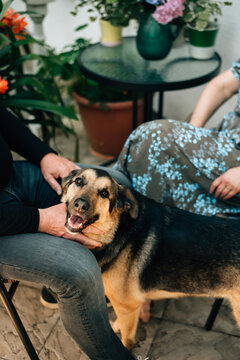 The owner pets the dog
